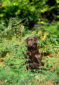 DOG 18 KH0011 01
Chocolate Labrador Retriever Sitting In Ferns