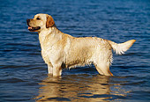 DOG 18 KH0012 01
Yellow Labrador Retriever Standing In Water Profile