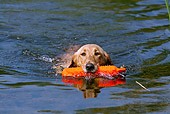 DOG 18 LS0044 01
Yellow Labrador Retriever Swimming With Orange Dummy In Mouth