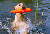DOG 18 LS0045 01
Yellow Labrador Retriever Swimming With Orange Dummy In Mouth