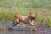 DOG 18 LS0050 01
Yellow Labrador Retriever Running Into Water