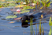 DOG 18 LS0052 01
Black Labrador Retriever Swimming In Pond With Water Lily Pads