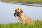 DOG 18 LS0054 01
Yellow Labrador Retriever Holding Horseshoe Crab In Mouth