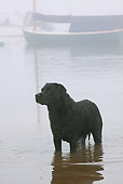 DOG 18 LS0056 01
Black Labrador Retriever Standing In Saltwater On Foggy Morning By Boat