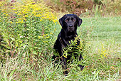 DOG 18 LS0057 01
Black Labrador Retriever Sitting By Goldenrod Near Pond