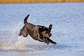 DOG 18 LS0059 01
Black Labrador Retriever Running Through Shallow Water In Marsh