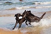 DOG 18 LS0060 01
Two Black Labrador Retrievers Fighting Over Training Bumper In Ocean Surf