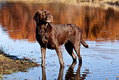 DOG 18 LS0063 01
Chocolate Labrador Retriever Standing At Edge Of Pond