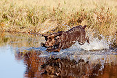 DOG 18 LS0064 01
Chocolate Labrador Retriever Jumping Into Pond