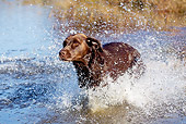 DOG 18 LS0065 01
Chocolate Labrador Retriever Jumping Into Pond