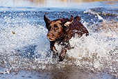 DOG 18 LS0066 01
Chocolate Labrador Retriever Jumping Into Pond