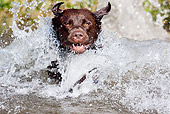 DOG 18 LS0067 01
Close-Up Of Chocolate Labrador Retriever Jumping Into Pond