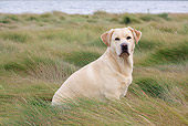DOG 18 LS0070 01
Yellow Labrador Retriever Sitting In Salt Marsh Grass