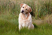 DOG 18 LS0071 01
Yellow Labrador Retriever Sitting In Salt Marsh Grass