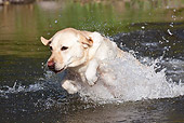 DOG 18 LS0072 01
Yellow Labrador Retriever Splashing Through Stream