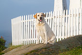 DOG 18 LS0077 01
Yellow Labrador Retriever Sitting By Fence On Foggy Morning