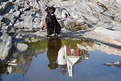 DOG 18 LS0078 01
Black Labrador Retriever Sitting By Reflection In Tidal Pool