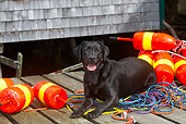 DOG 18 LS0079 01
Black Labrador Retriever Laying On Dock With Lobster Trap Buoys And Rope