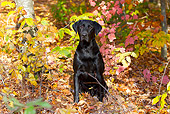 DOG 18 LS0080 01
Black Labrador Retriever Sitting In Autumn Woodland