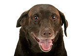 DOG 18 MR0001 01
Head Shot Of Chocolate Laborador Retriever On White Seamless