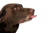 DOG 18 MR0003 01
Head Shot Of Chocolate Laborador Retriever Sticking Out Tounge On White Seamless