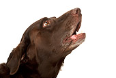 DOG 18 MR0004 01
Head Shot Of Chocolate Laborador Retriever Barking On White Seamless