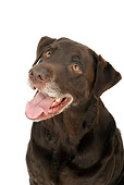 DOG 18 MR0010 01
Head Shot Of Chocolate Labrador Retriever Sitting On White Seamless