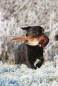 DOG 18 NR0047 01
Black Labrador Retriever Carrying Dead Bird In Mouth
