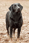 DOG 18 NR0050 01
Black Labrador Retriever Standing In Mud