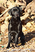 DOG 18 NR0051 01
Black Labrador Retriever Sitting By Woodpile