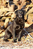 DOG 18 NR0052 01
Black Labrador Retriever Sitting By Woodpile