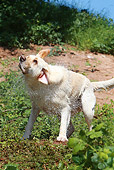DOG 18 NR0060 01
Yellow Labrador Retriever Shaking Off Water