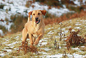 DOG 18 NR0064 01
Yellow Labrador Retriever Running On Snowy Grass