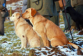 DOG 18 NR0065 01
Yellow Labrador Retrievers Sitting On Snowy Grass