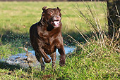 DOG 18 NR0069 01
Chocolate Labrador Retriever Running Through Puddle
