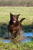DOG 18 NR0070 01
Chocolate Labrador Retriever Running Through Puddle