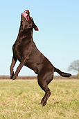 DOG 18 NR0089 01
Chocolate Labrador Retriever Leaping Into Air On Grass Field