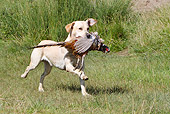 DOG 18 NR0094 01
Yellow Labrador Retriever Retrieving Game