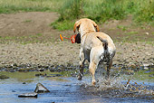 DOG 18 NR0095 01
Yellow Labrador Retriever Retrieving Training Bumper From Water