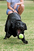 DOG 18 NR0097 01
Black Labrador Retriever Fetching Tennis Ball On Grass