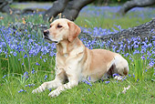 DOG 18 NR0099 01
Yellow Labrador Retriever Laying On Grass By Violet Flowers