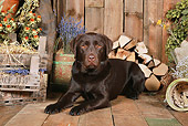 DOG 18 NR0100 01
Chocolate Labrador Retriever Laying On Wood Floor By Dried Flowers