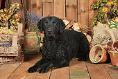 DOG 18 NR0101 01
Curly Coated Retriever Laying On Wood Floor By Dried Flowers And Woodpile