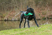 DOG 18 NR0104 01
Black Labrador Retriever Retrieving Bumper From Water