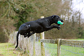DOG 18 NR0105 01
Black Labrador Retriever Jumping Over Fence With Bumper