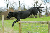 DOG 18 NR0106 01
Black Labrador Retriever Jumping Over Fence