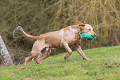 DOG 18 NR0107 01
Yellow Labrador Retriever Retrieving Bumper From Water