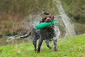 DOG 18 NR0108 01
Chocolate Labrador Retriever With Training Bumper Shaking Off Water