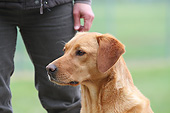 DOG 18 NR0112 01
Close-Up Of Yellow Labrador Retriever With Owner