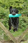 DOG 18 NR0113 01
Black Labrador Retriever Retrieving Training Bumper
